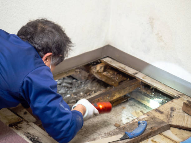 Best Bathroom Mold Remediation in Sturgeon, MO