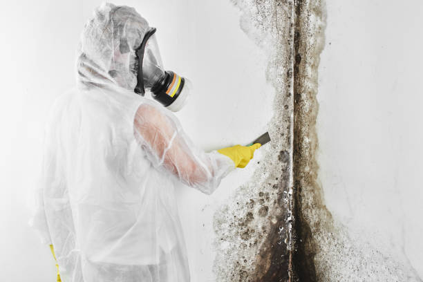 Trusted Sturgeon, MO Mold Remediation Experts
