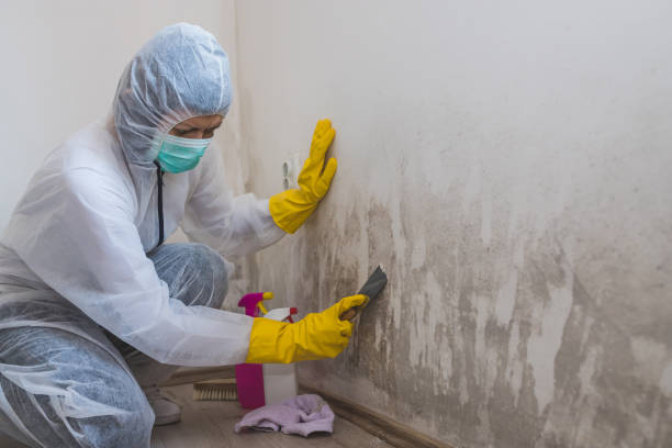 Best Commercial Mold Remediation in Sturgeon, MO
