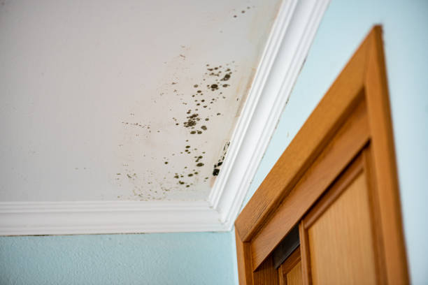 Best Residential Mold Remediation in Sturgeon, MO