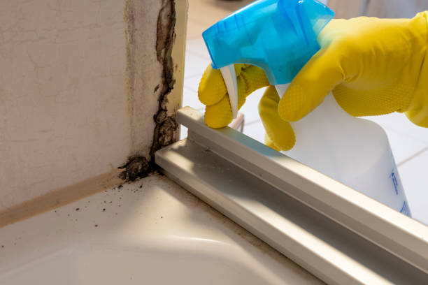 Best Mold Testing and Inspection Services in Sturgeon, MO