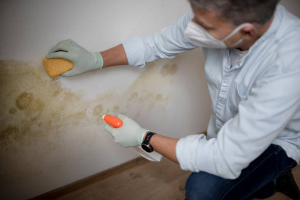 Best Insurance-Related Mold Remediation in Sturgeon, MO