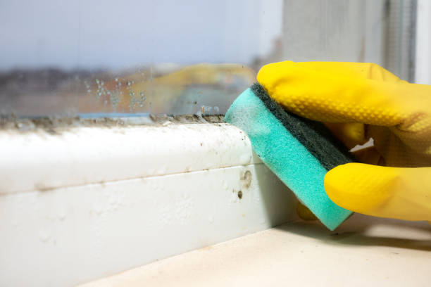 Best Localized Mold Remediation (e.g., coastal areas, humid climates) in Sturgeon, MO