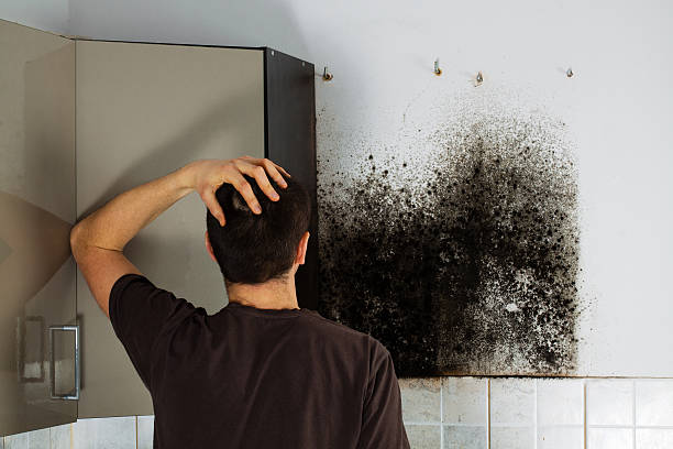 Best Kitchen Mold Remediation in Sturgeon, MO