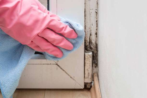 Best Residential Mold Remediation in Sturgeon, MO