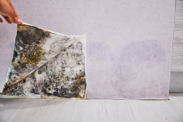 Best Residential Mold Remediation in Sturgeon, MO